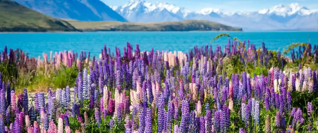 Lake Tekapo in New Zealand, a stunning alpine lake with turquoise waters, framed by snow-capped mountains and vibrant fields of lupine flowers in the foreground.