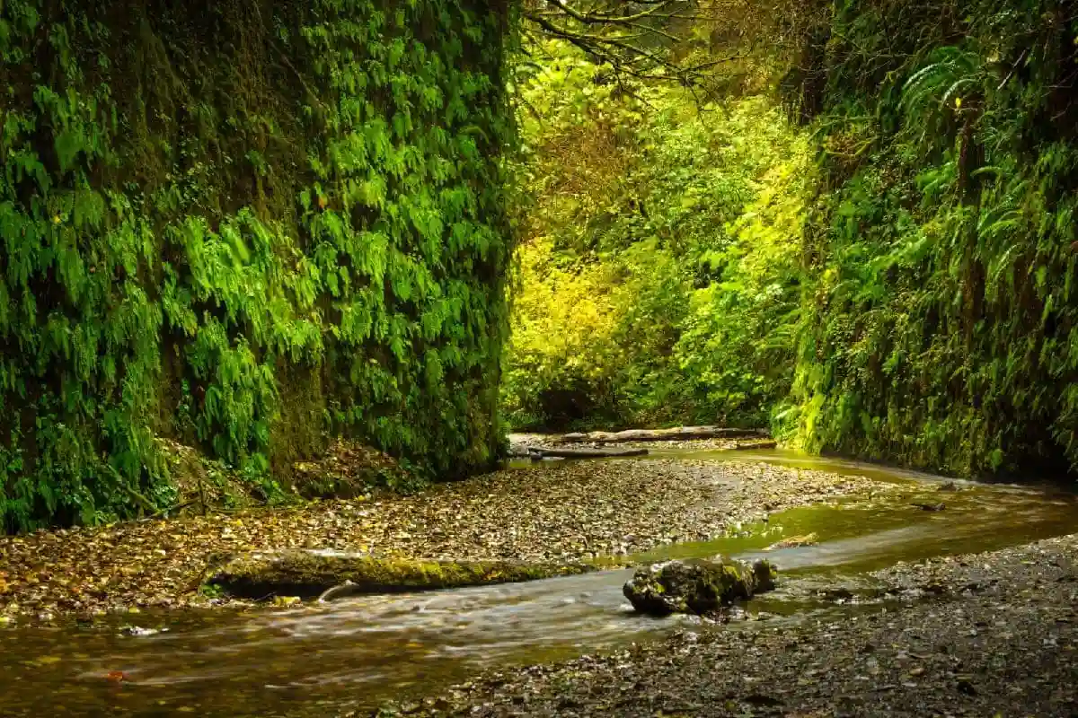 This image has an empty alt attribute; its file name is Fern-Canyon-California.webp