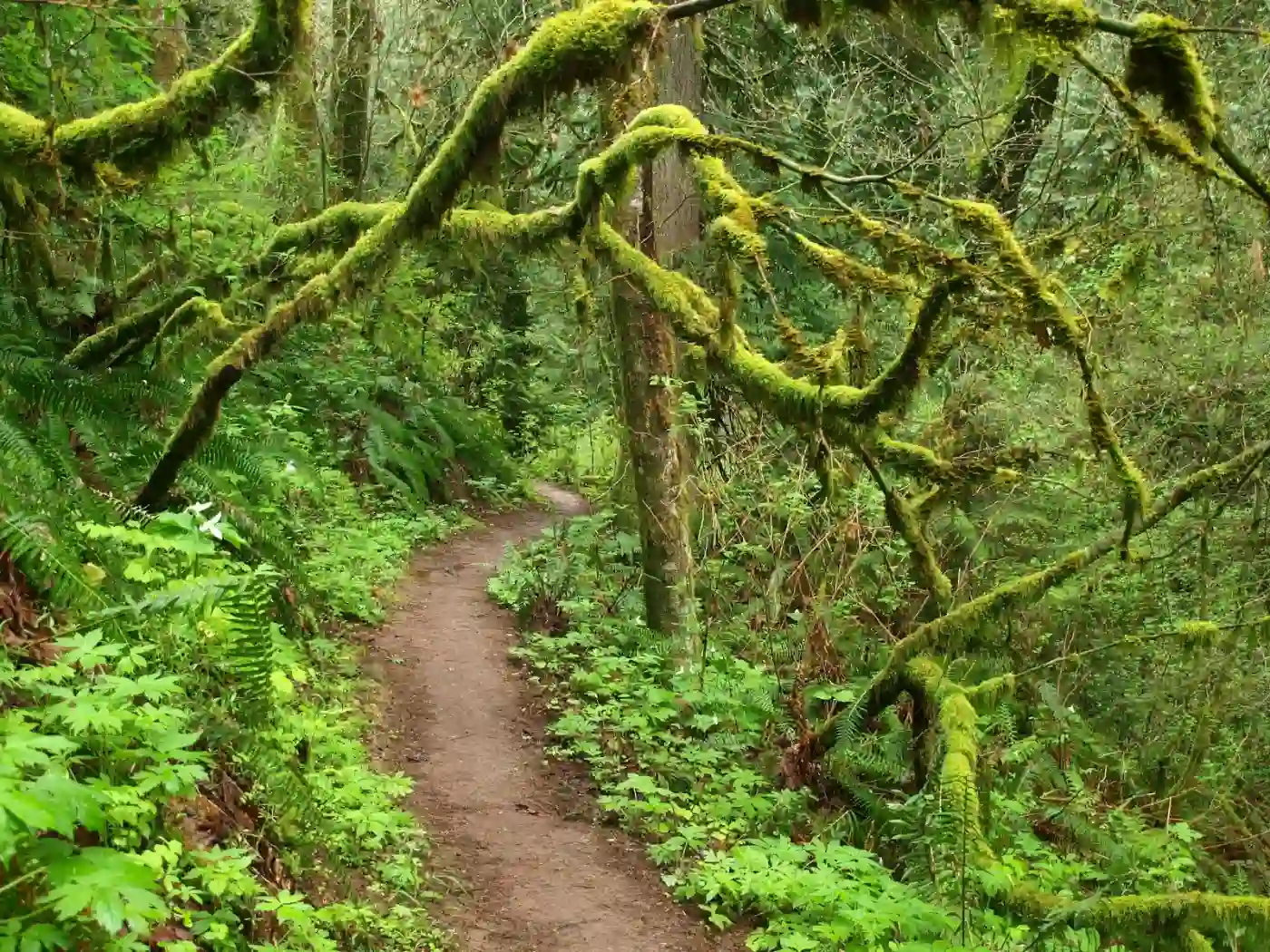 This image has an empty alt attribute; its file name is Forest-Park-Oregon.webp