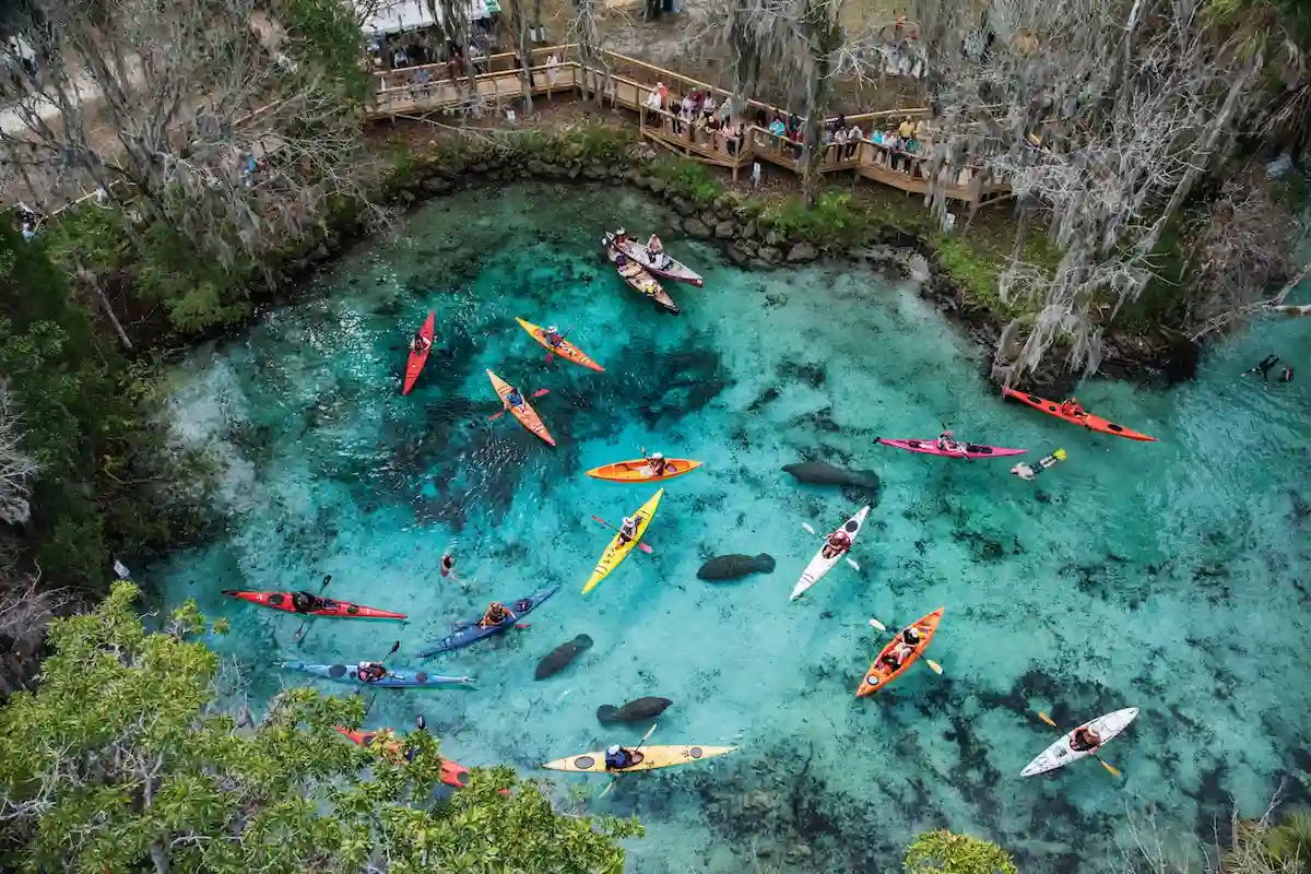 Aerial view of a clear blue spring with several kayakers paddling near manatees in the water, surrounded by trees and a wooden walkway with people observing.