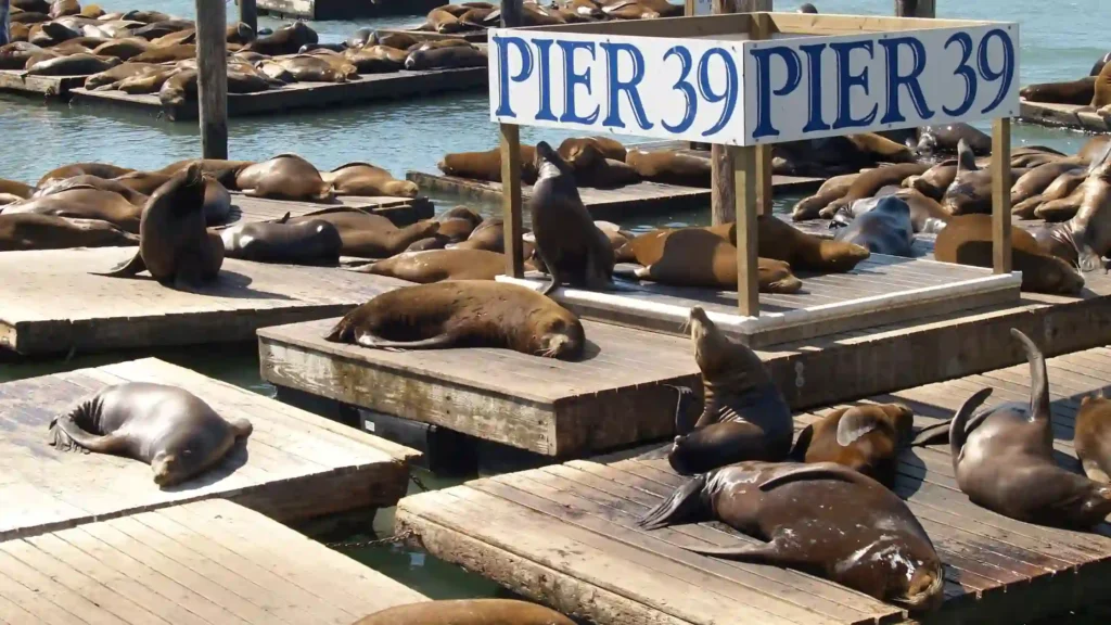 Pier 39 Sea Lions + Fisherman’s Wharf Walk
