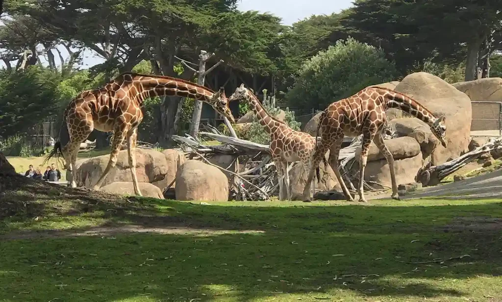 San Francisco Zoo & Gardens